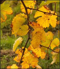 Goldener Oktober