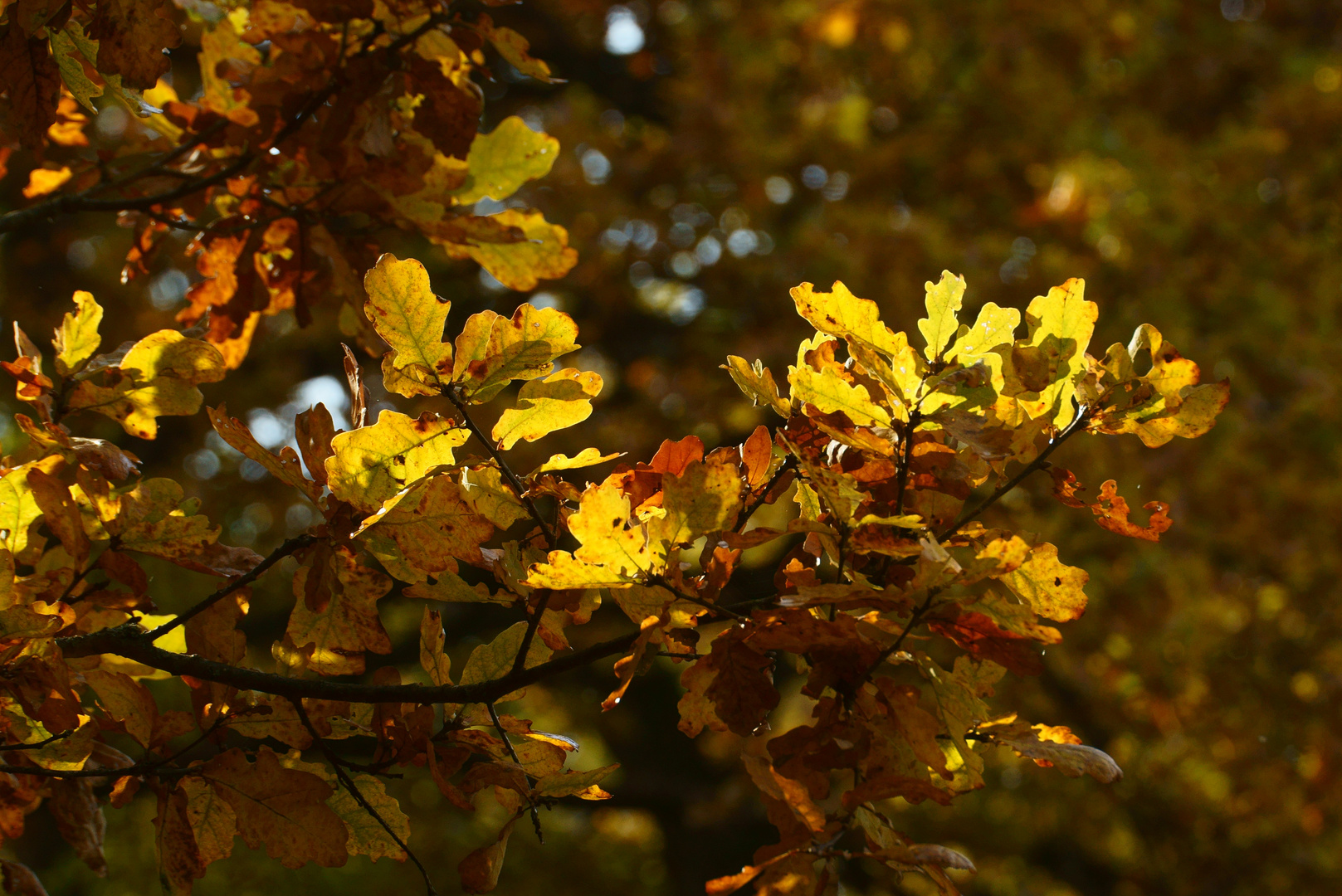 Goldener Oktober