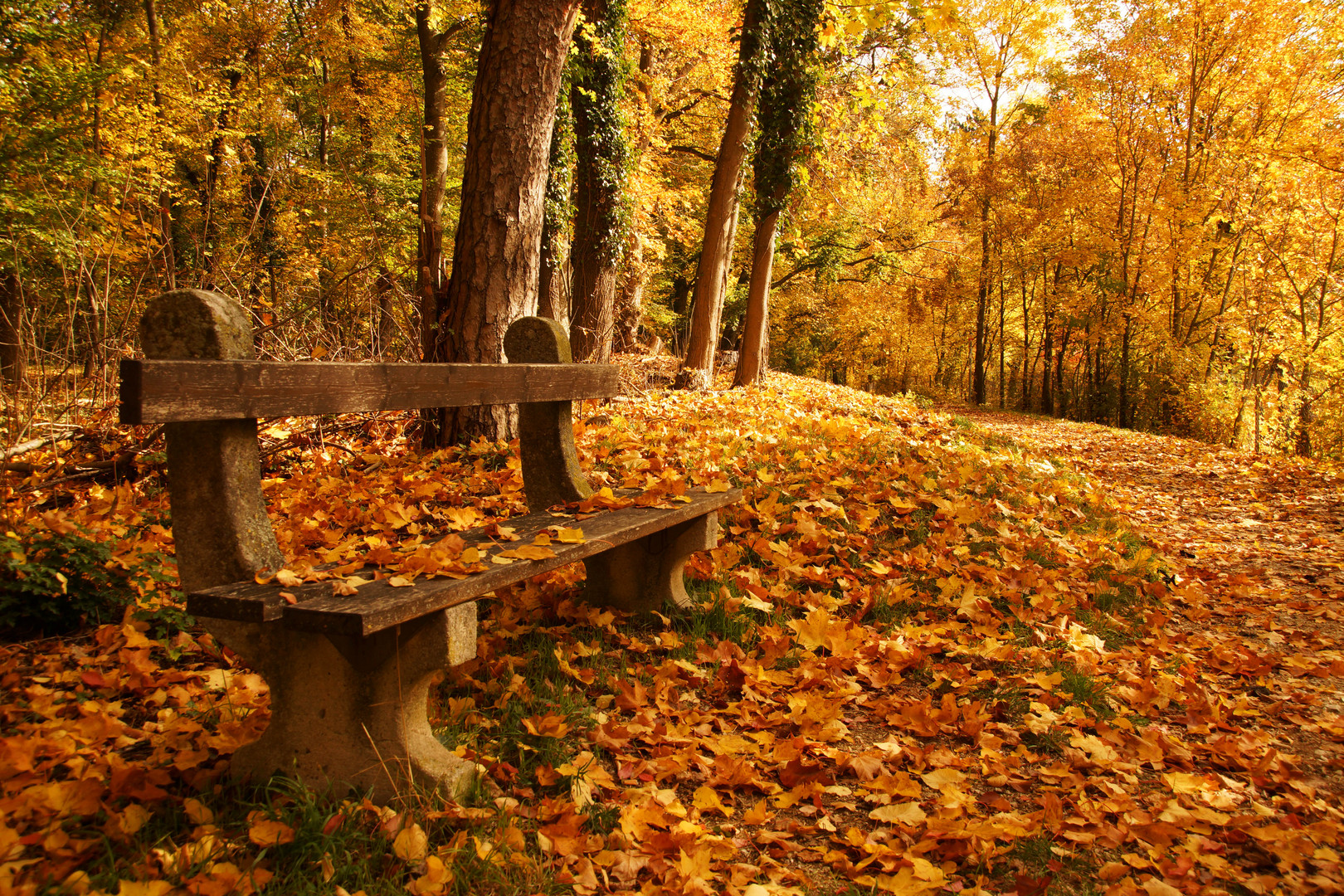 Goldener Oktober Foto & Bild | jahreszeiten, herbst, natur Bilder auf fotocommunity