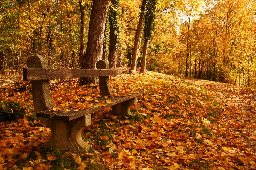 Goldener Oktober Foto & Bild jahreszeiten, herbst, natur Bilder auf