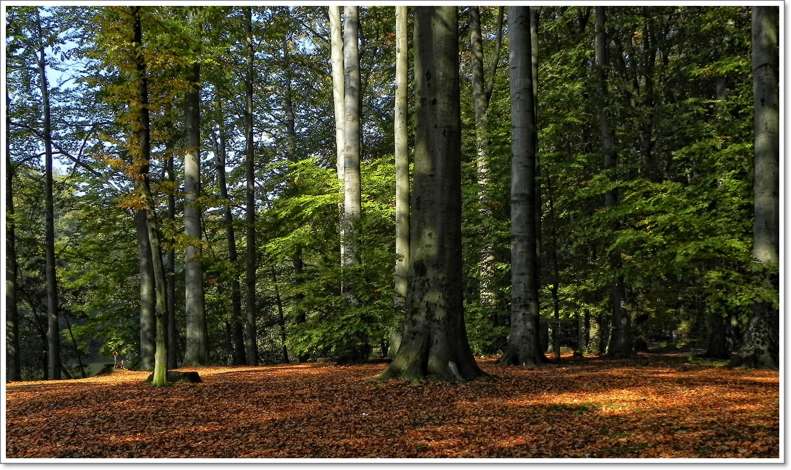 Goldener Oktober