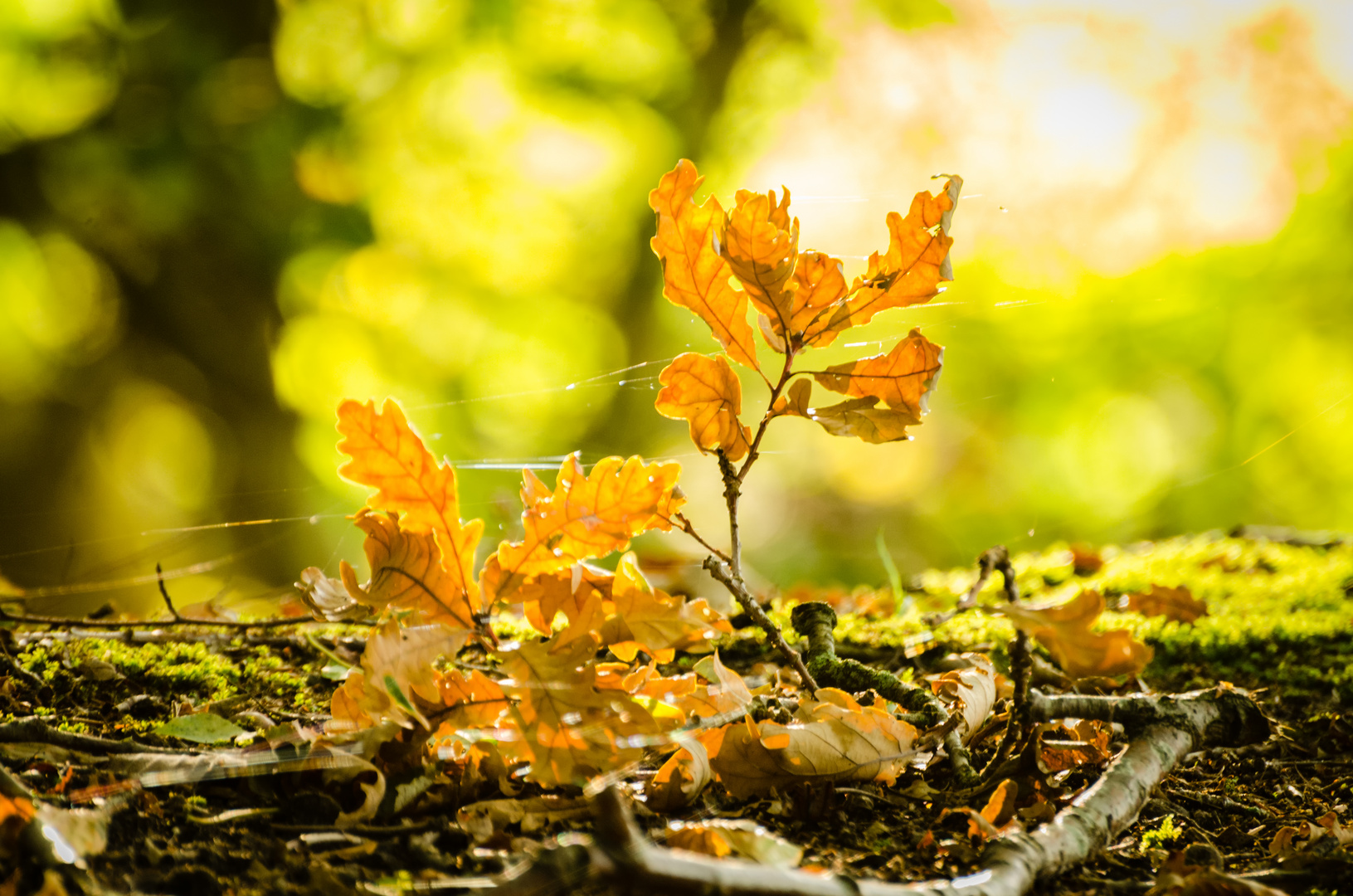 Goldener Oktober Foto & Bild jahreszeiten, herbst, oktober Bilder auf