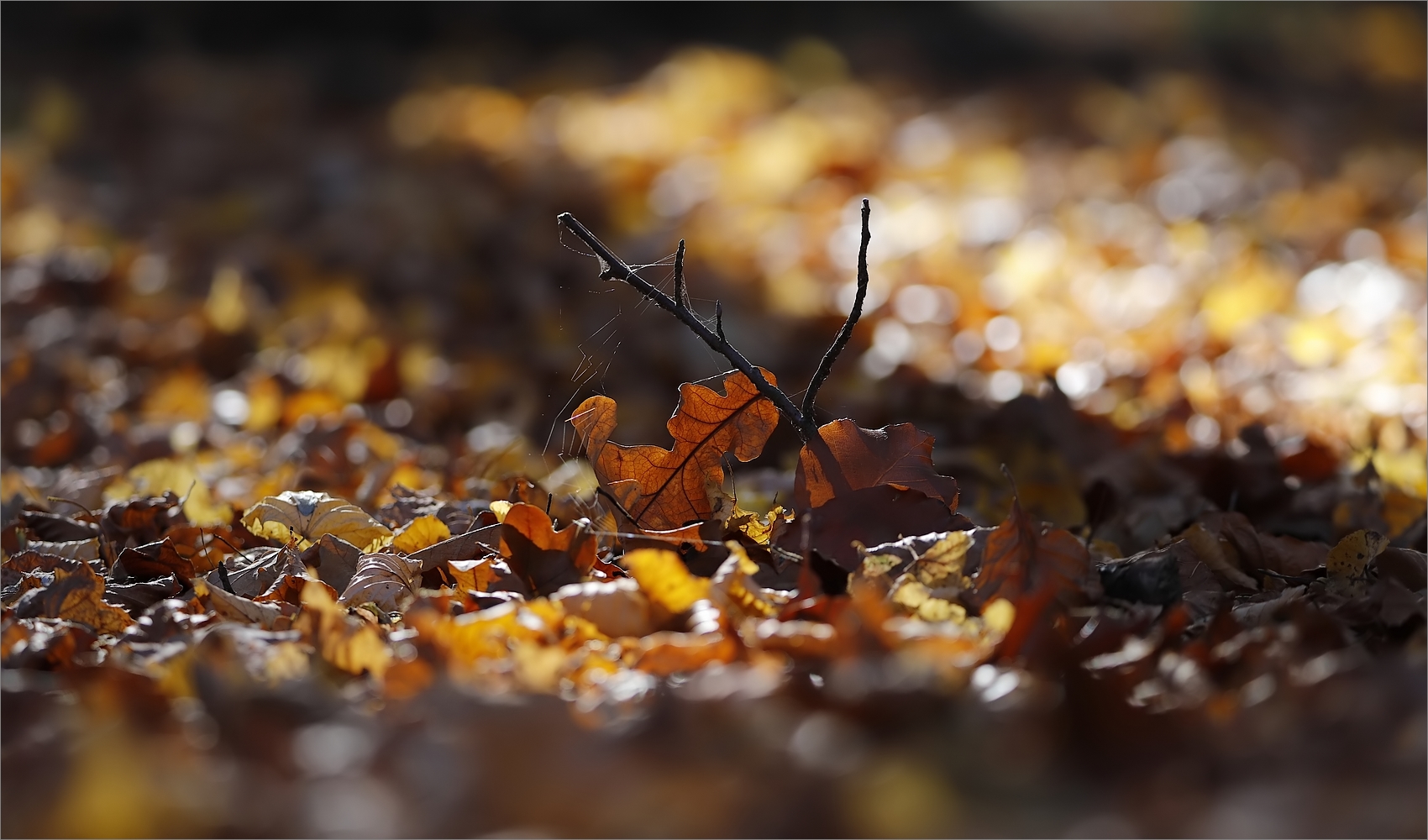 Goldener Oktober