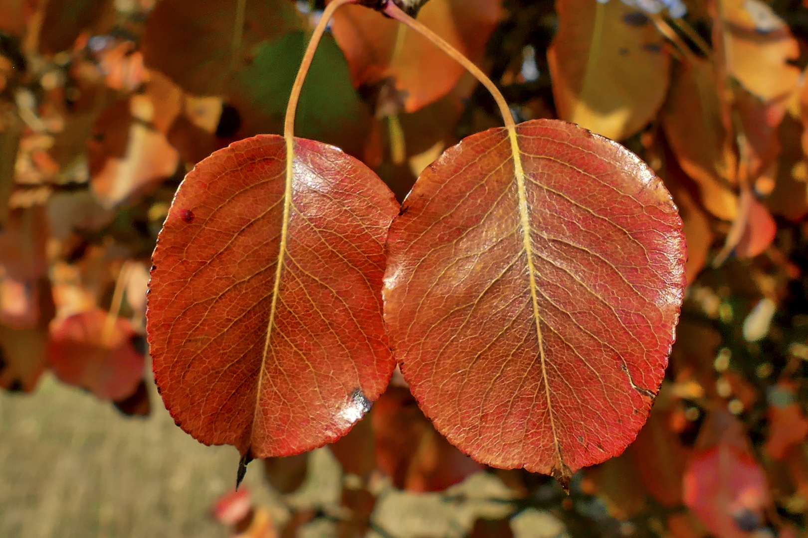 Goldener Oktober