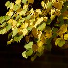 Goldener Oktober.............