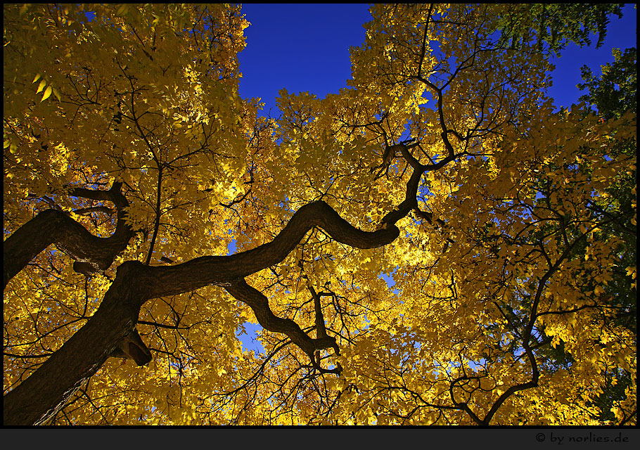 Goldener Oktober