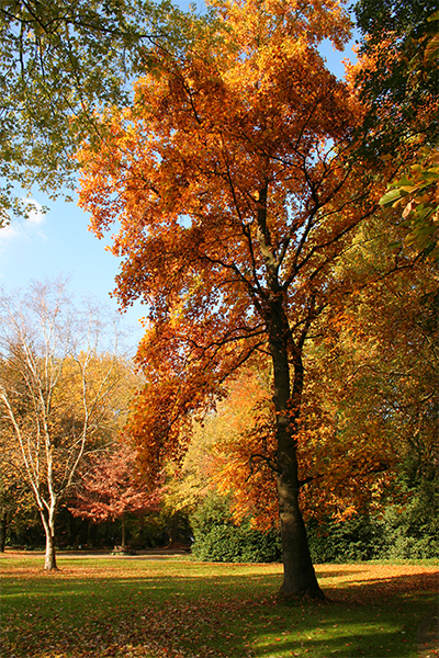 Goldener Oktober