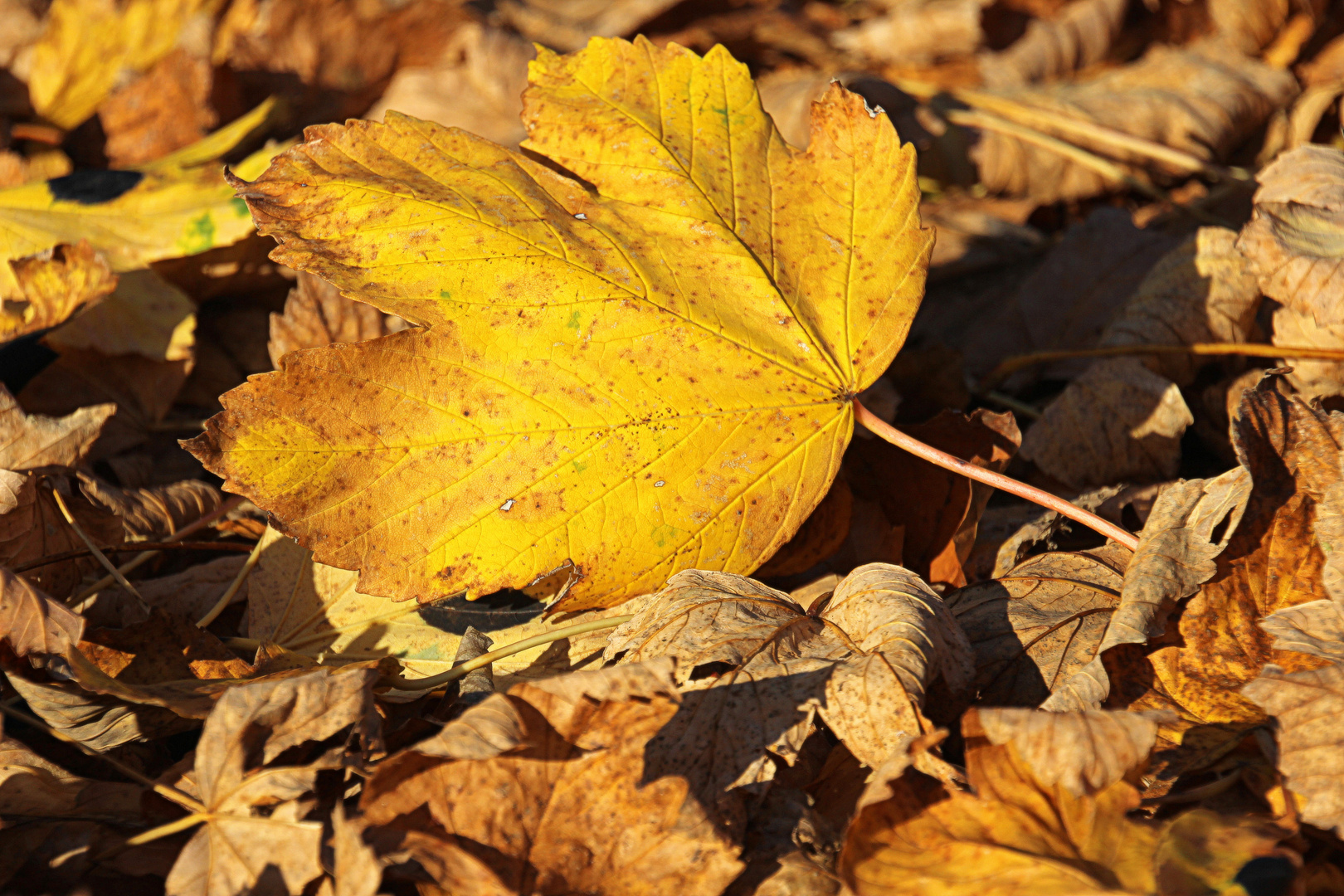 Goldener Oktober