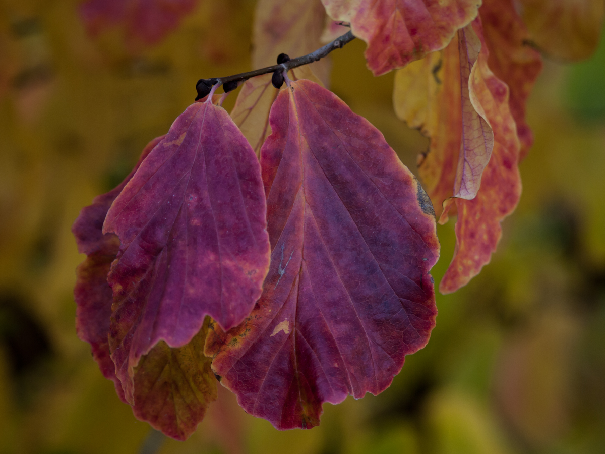 Goldener Oktober