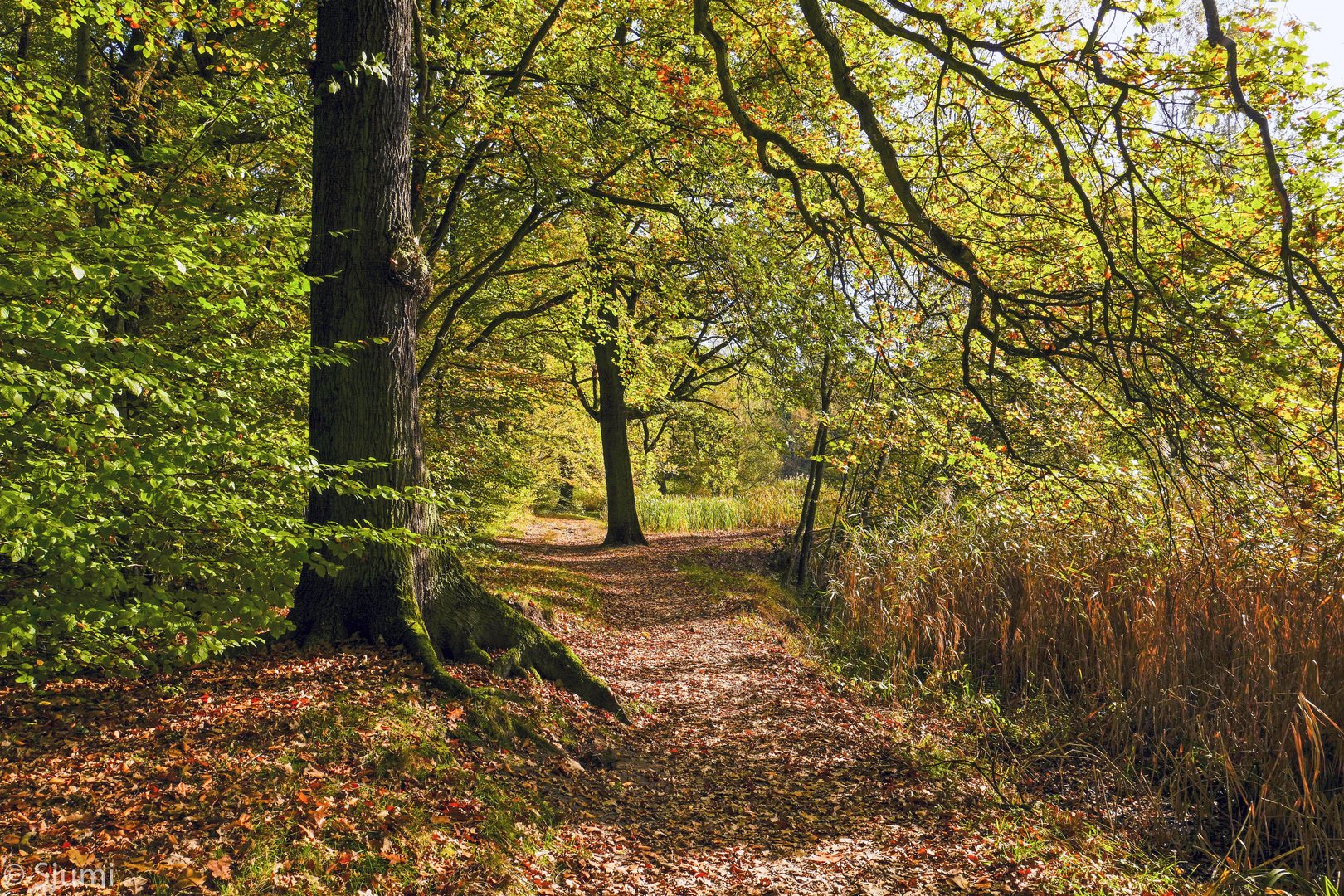 Goldener Oktober