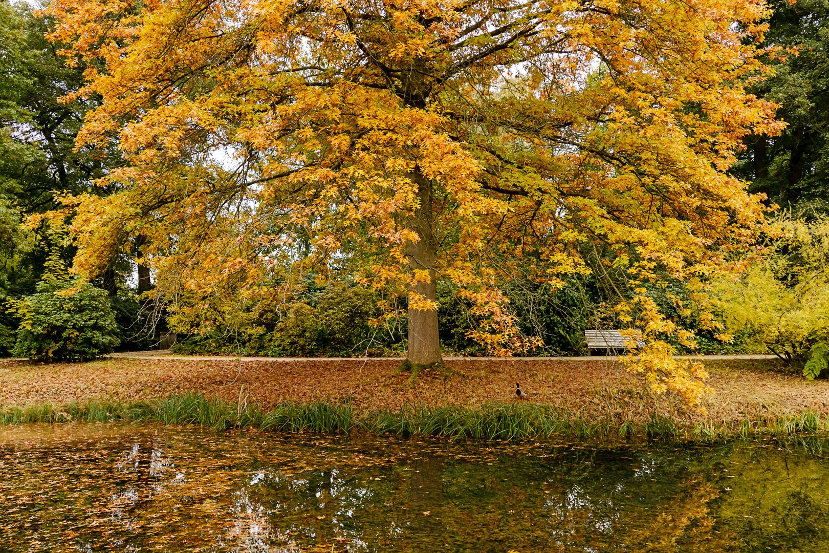 Goldener Oktober ...