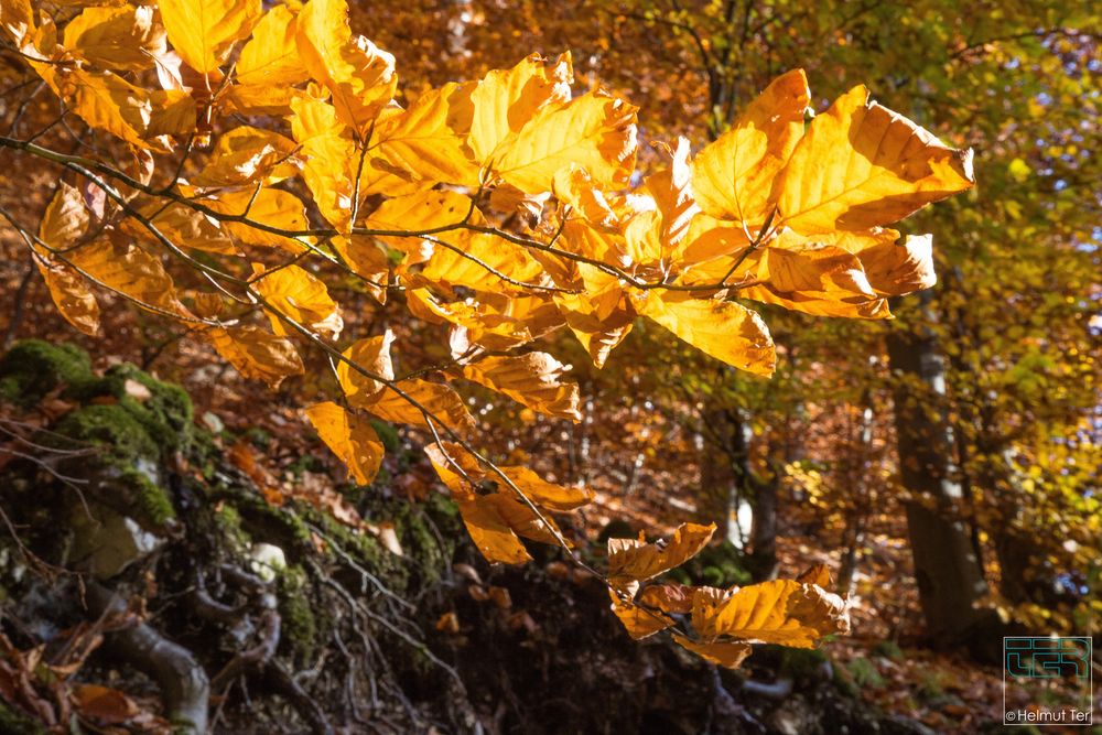 Goldener Oktober