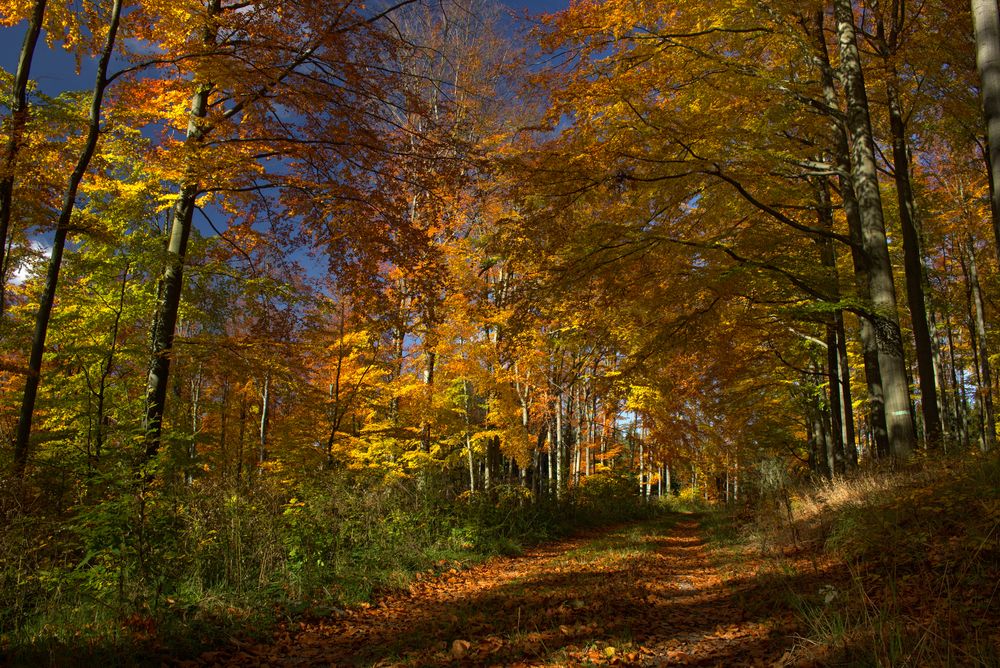 Goldener Oktober