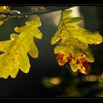 Goldener Oktober...