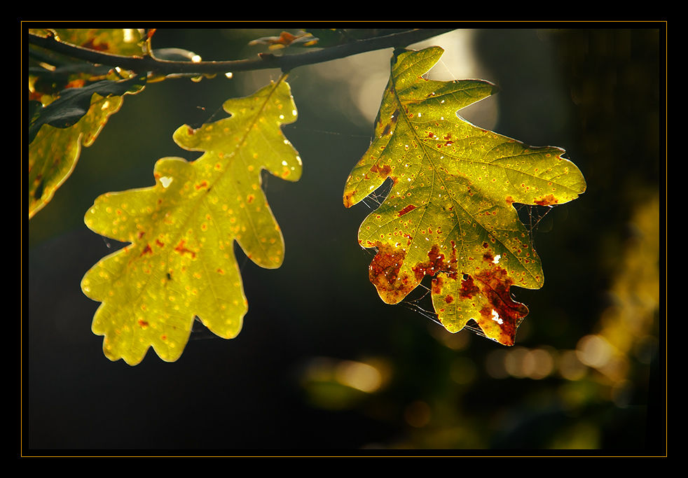 Goldener Oktober...