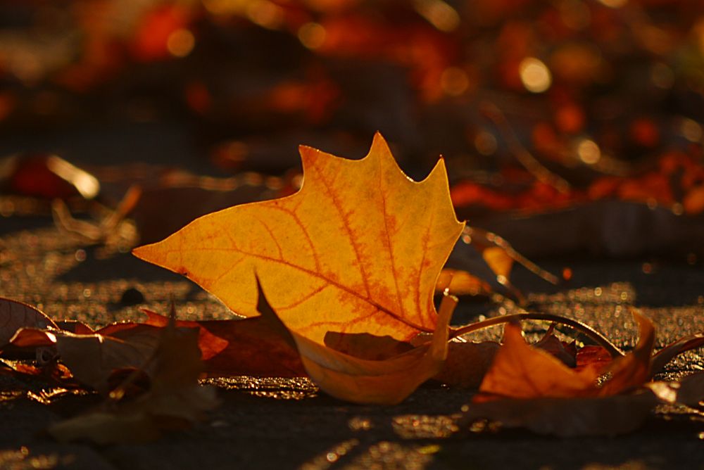 Goldener Oktober