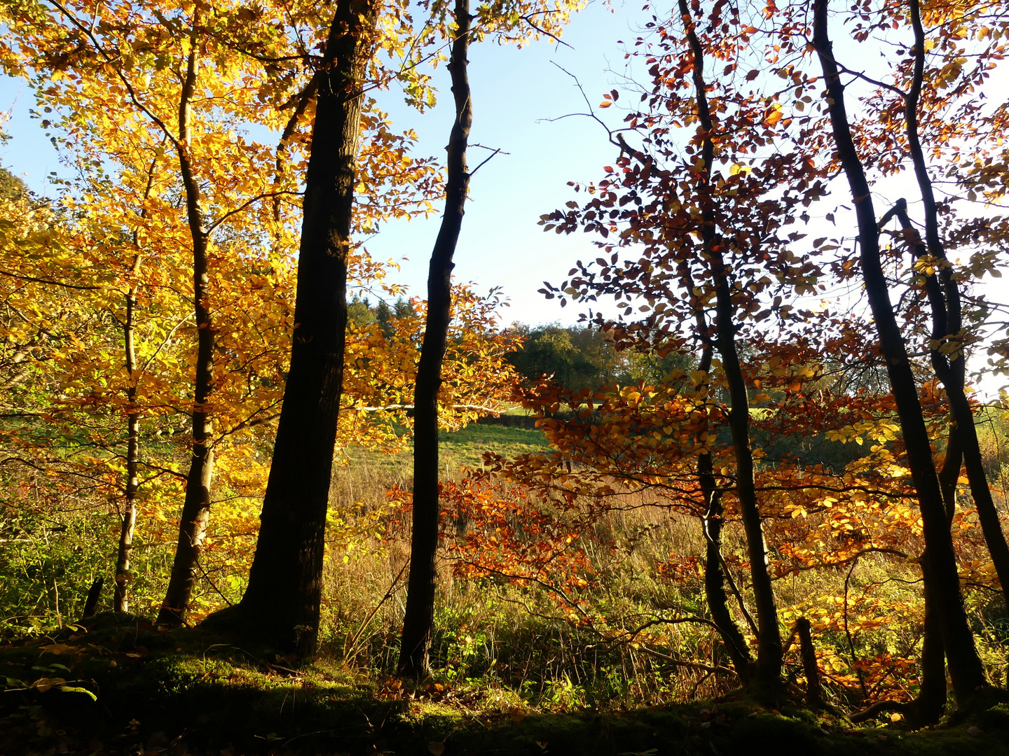 Goldener Oktober