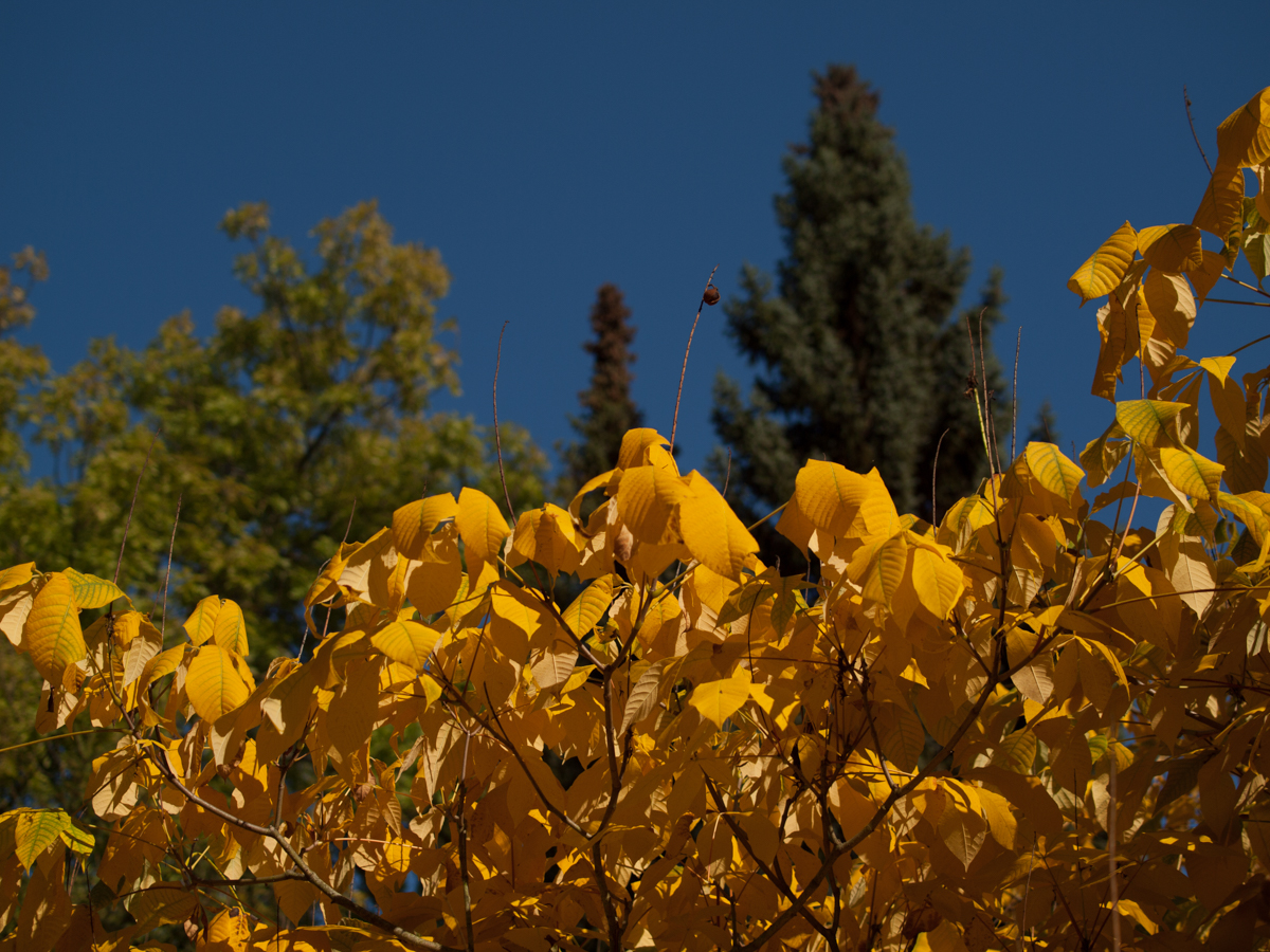 Goldener Oktober