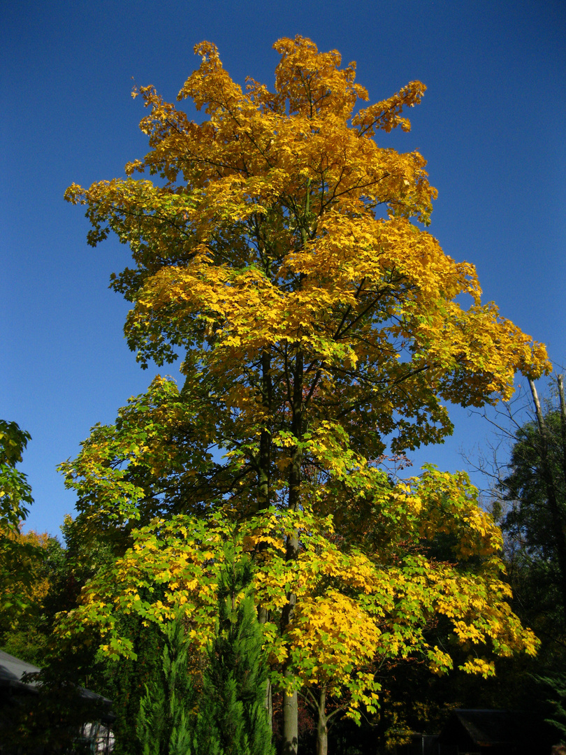 Goldener Oktober