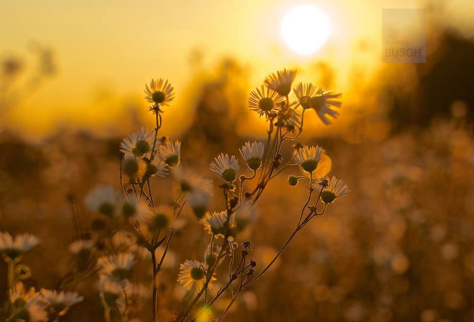 Goldener Oktober