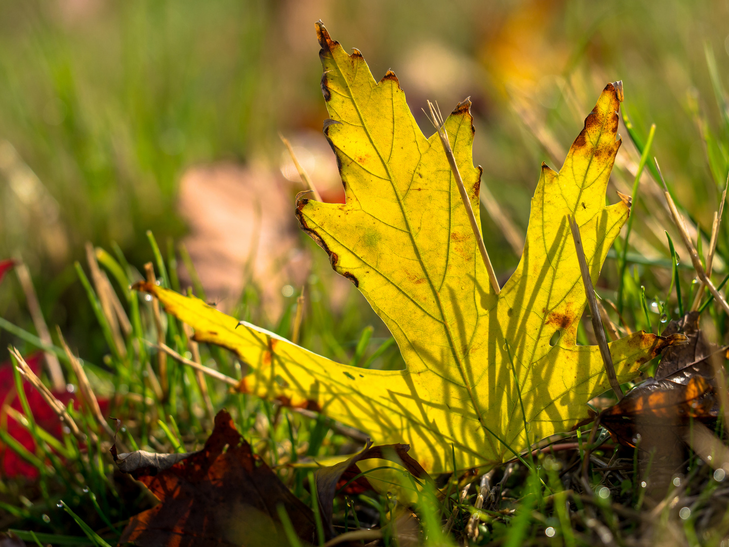 Goldener Oktober