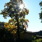 goldener Oktober