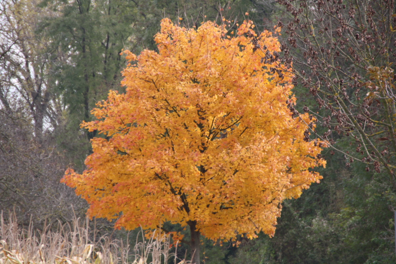 Goldener Oktober