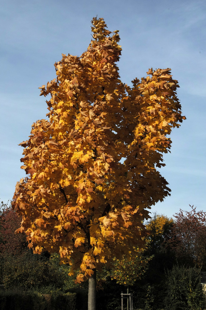 goldener Oktober