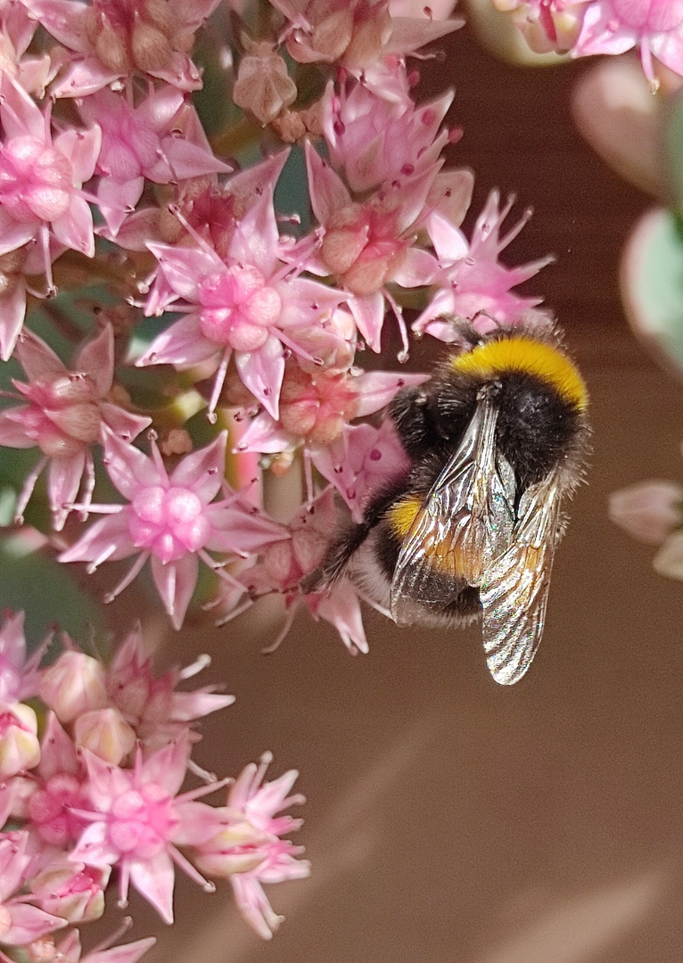 'Goldener Oktober'