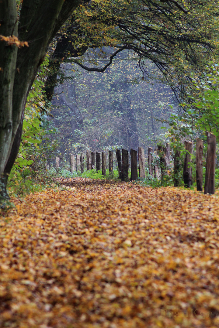 Goldener Oktober