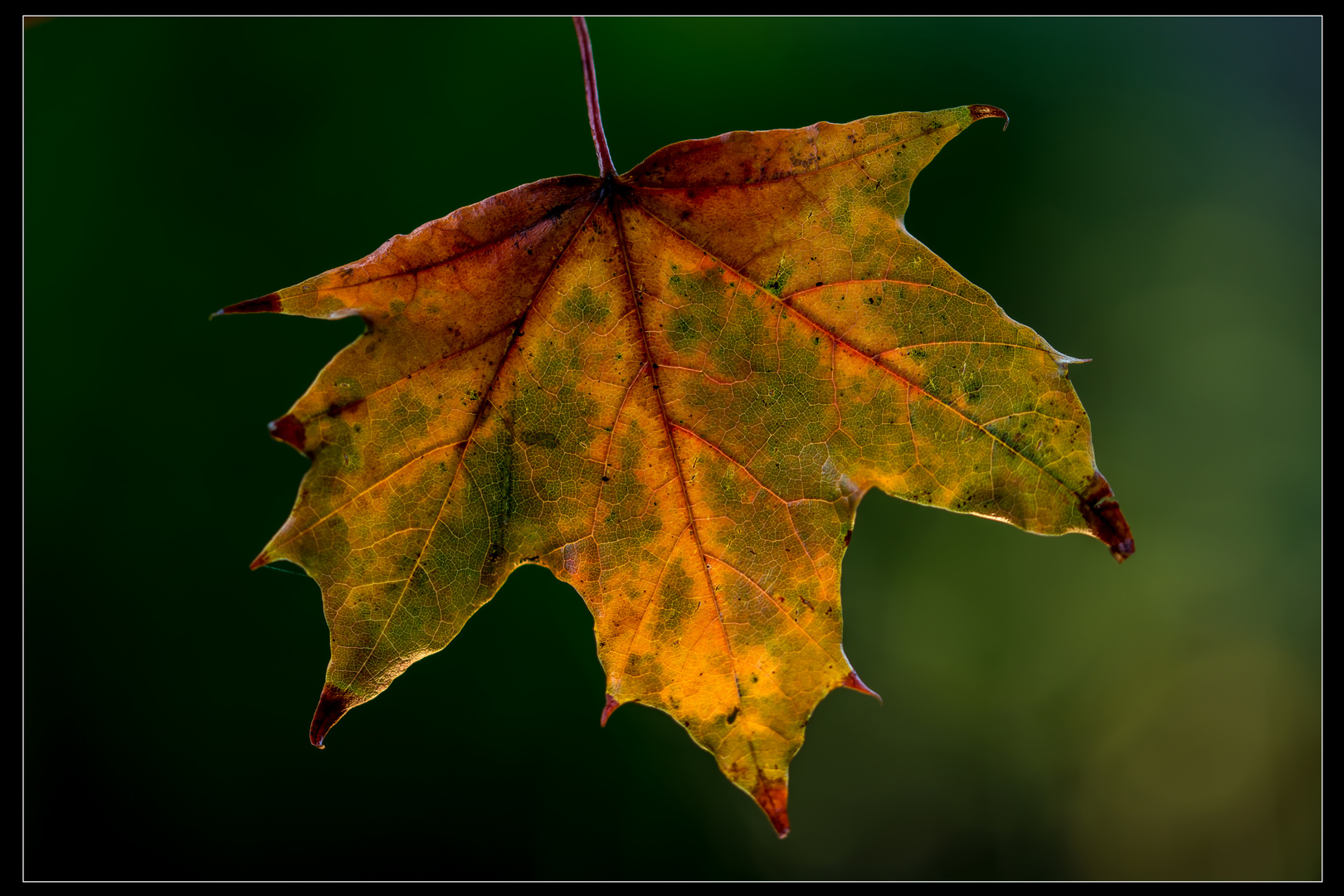 Goldener Oktober