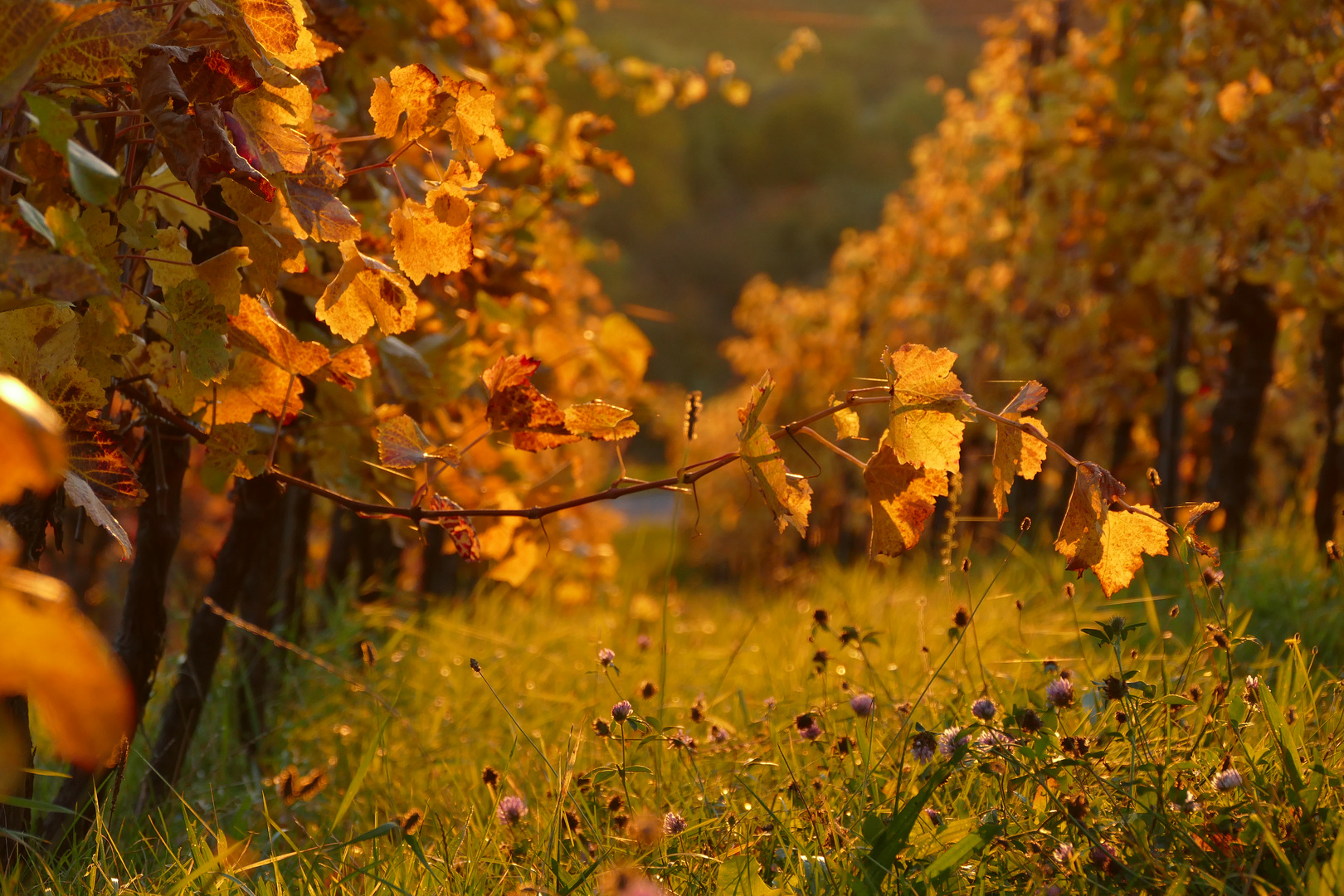 Goldener Oktober Foto & Bild  jahreszeiten, herbst, weinberg Bilder auf fotocommunity