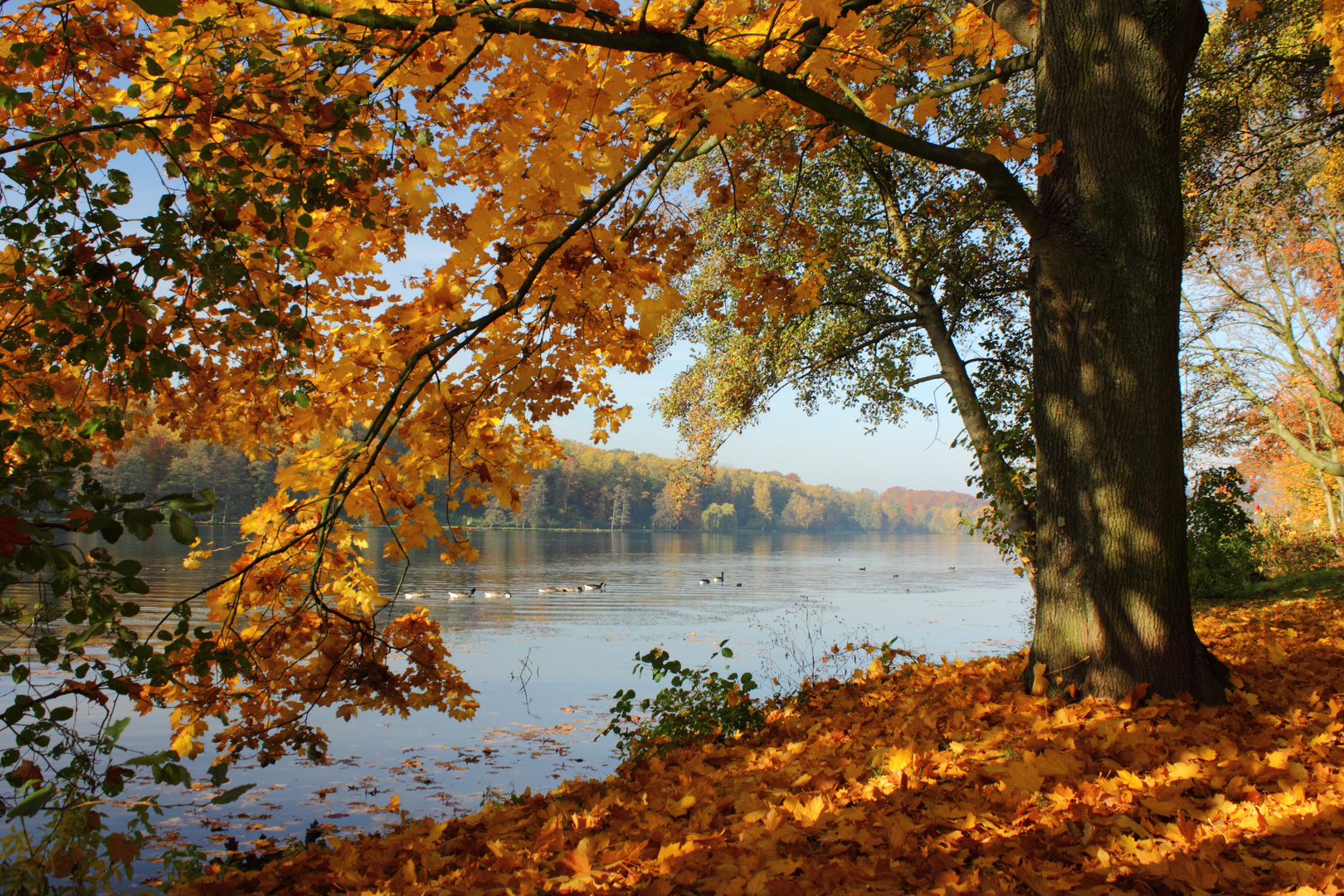 Goldener Oktober am Baldeneysee Foto & Bild | landschaft, bach, fluss
