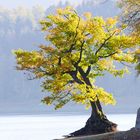 Goldener Oktober am Edersee