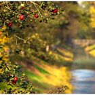 Goldener Oktober am Hamme Oste Kanal