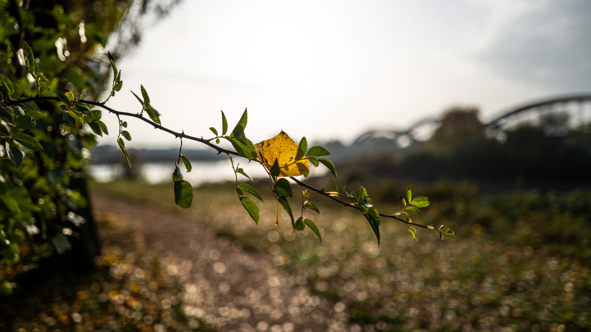 Goldener Oktober (am letzten Tag)