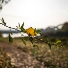 Goldener Oktober (am letzten Tag)