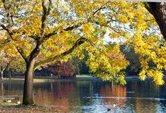 Goldener Oktober am Niederrhein -