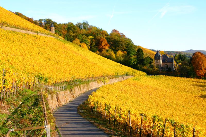 Goldener Oktober am Rhein