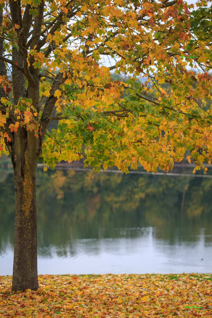 Goldener Oktober am Stausee Ehmetsklinge