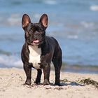 Goldener Oktober am Strand