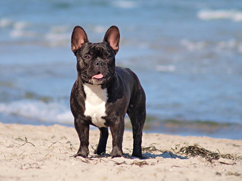 Goldener Oktober am Strand