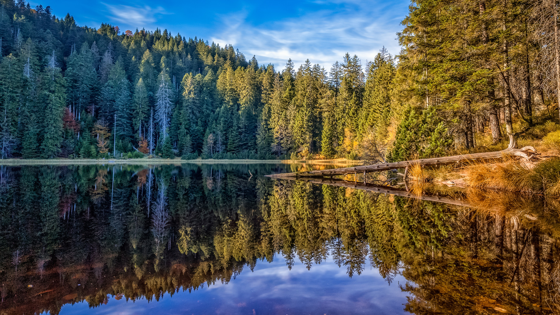 Goldener Oktober am Wildsee....