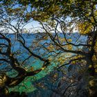 Goldener Oktober an den Kreidefelsen auf der Insel Mön.