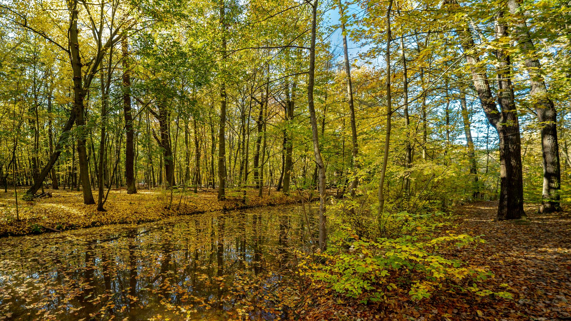 Goldener Oktober an der Kuhlake in Spandau