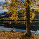 *Goldener Oktober an der Mittelmosel*