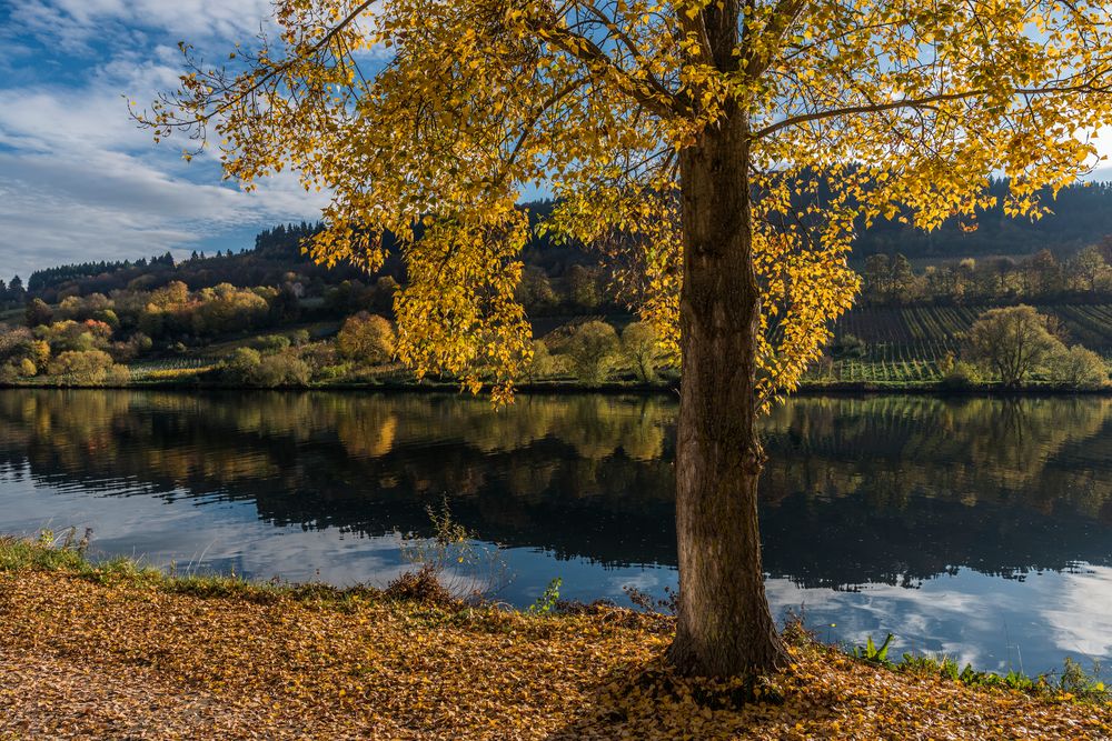 *Goldener Oktober an der Mittelmosel*