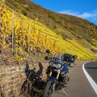 Goldener Oktober an der Mosel