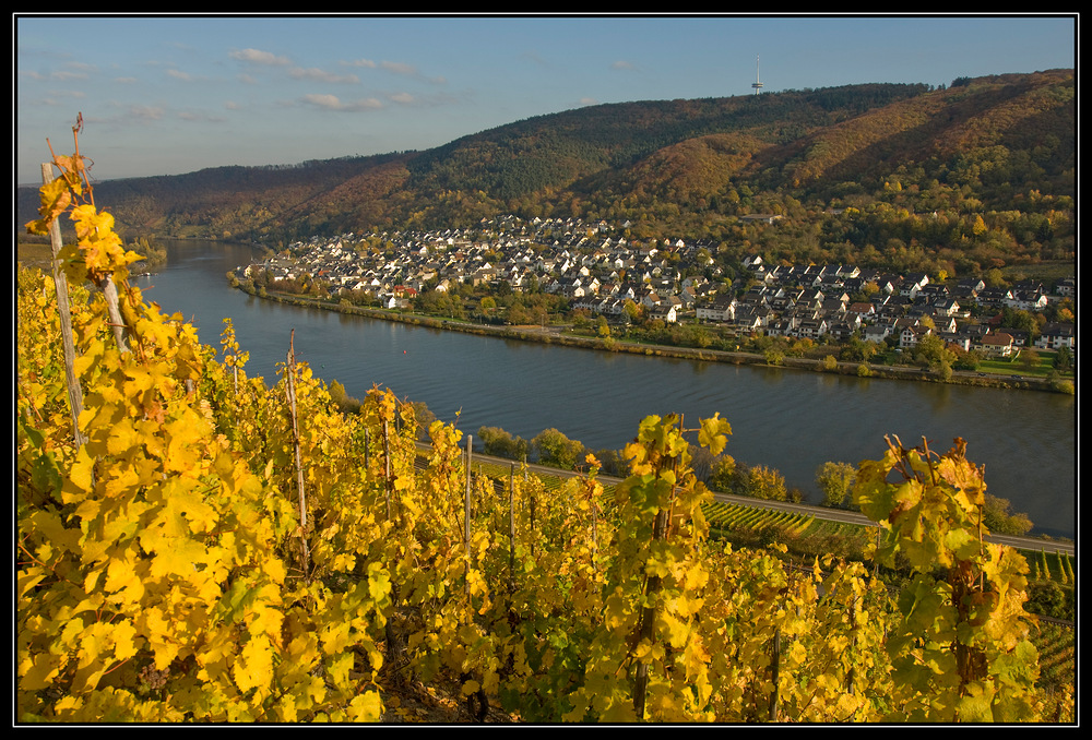 Goldener Oktober an der Mosel