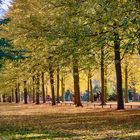 Goldener Oktober an der Münsterschen Promenade